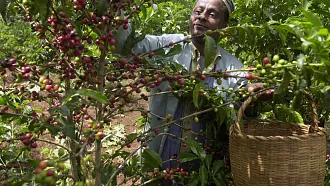 Café éthiopien : un départ prometteur vers un objectif de 3 milliards de dollars en 2025/26