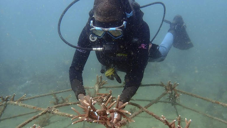 Kenya : les pêcheurs se convertissent en restaurateurs d’herbiers marins