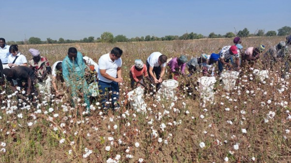 Togo : baisse de la production du coton