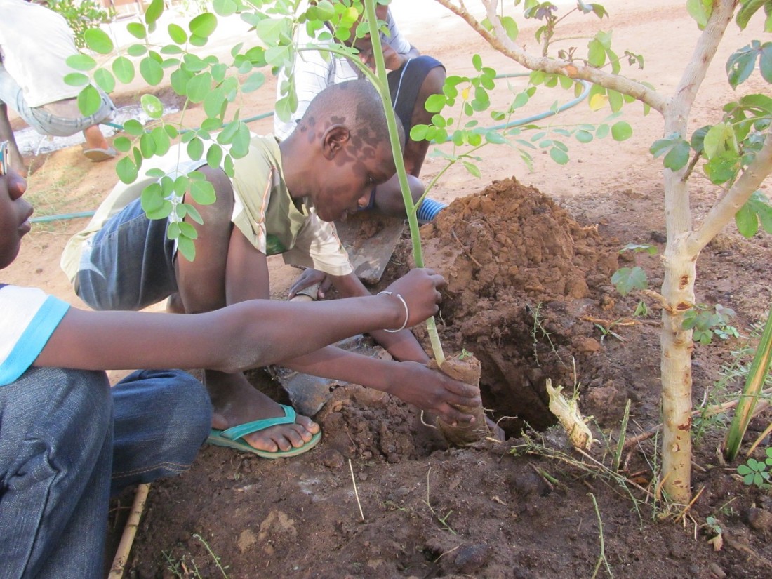 Mali : le reboisement, une responsabilité de tous